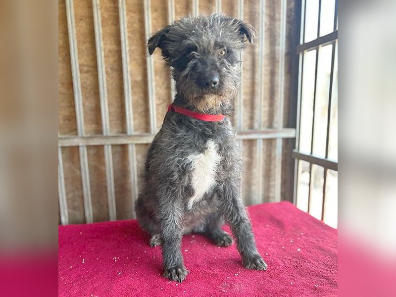 ❤️ kuschelige Familienhündin TAMI - 2 Jahre, 45cm/14kg - Schnauzer-Pumi-Mix ❤️