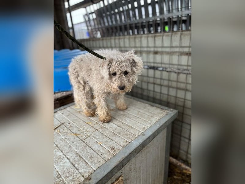 Babci PP - Ein Pumi auf der Suche nach Glück