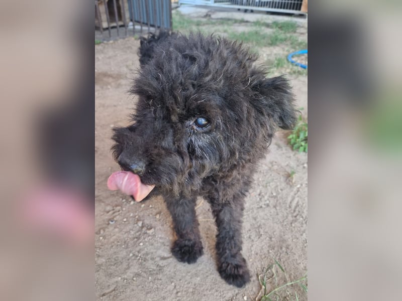 Pufi von kettenlos