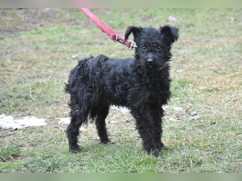 Scheue Babette (Pumimix?)