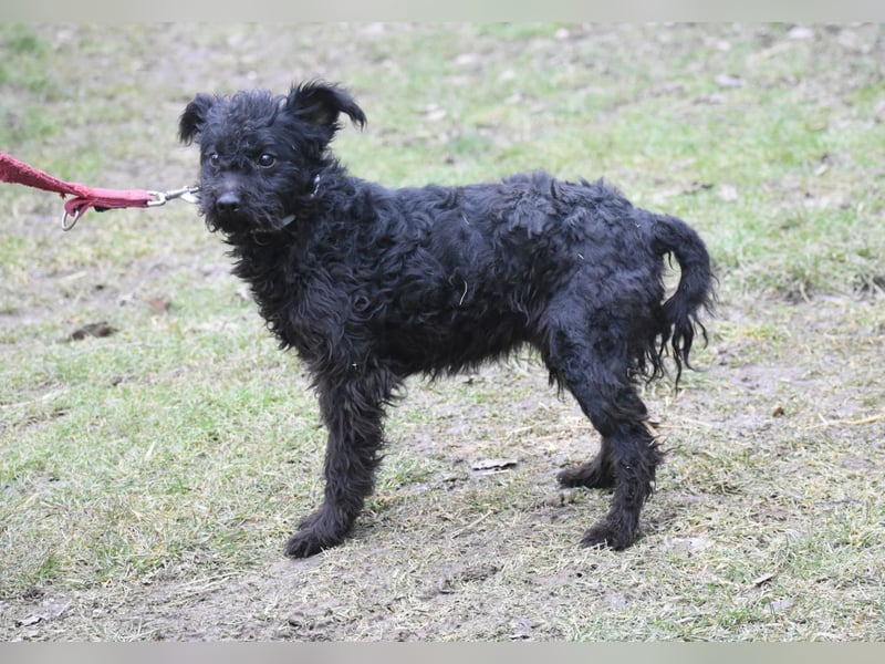 Scheue Babette (Pumimix?)