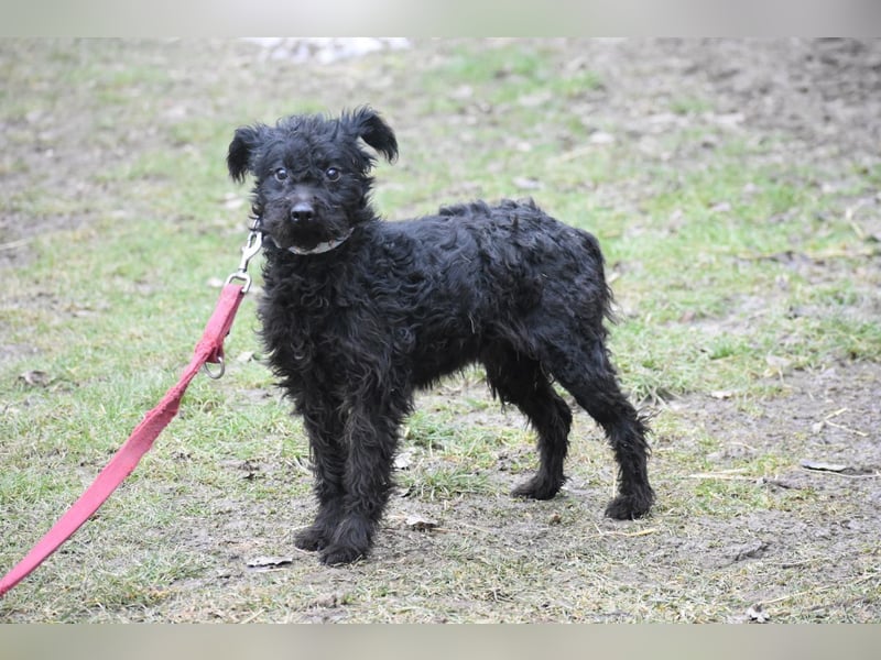 Scheue Babette (Pumimix?)