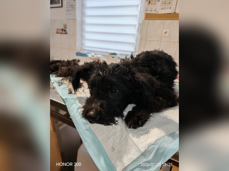 Scheue Babette (Pumimix?)