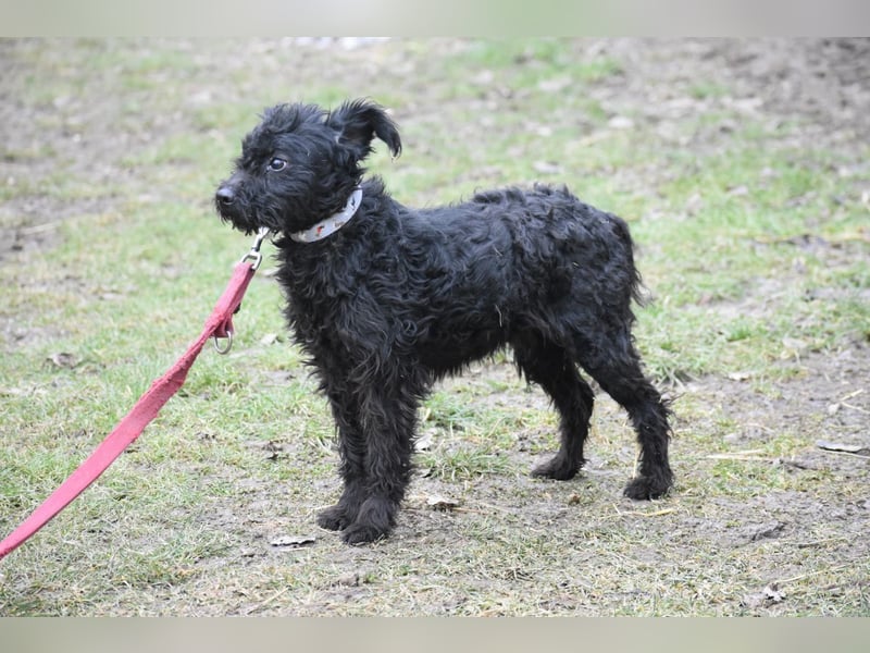 Scheue Babette (Pumimix?)