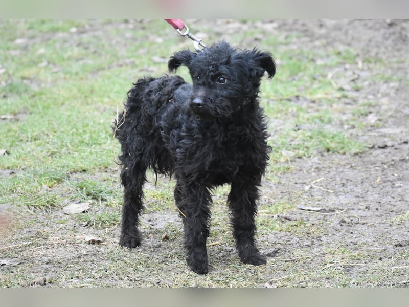 Scheue Babette (Pumimix?)