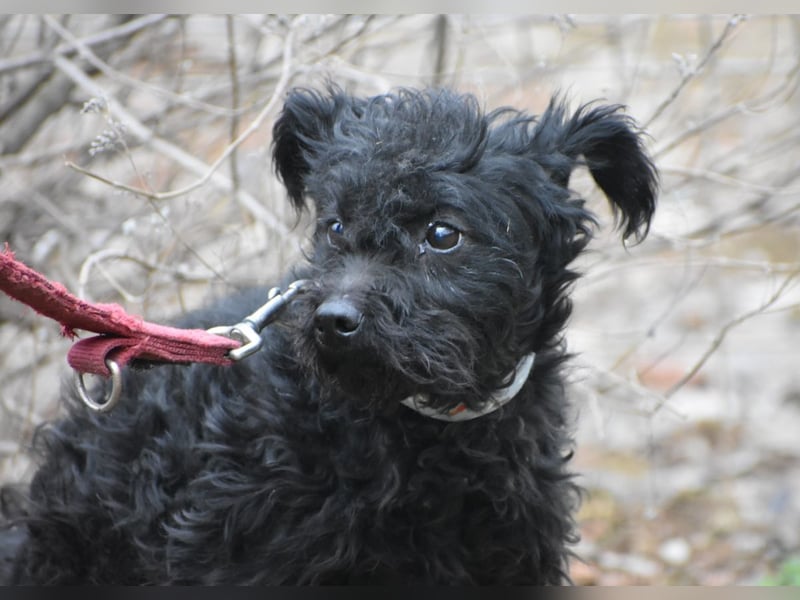 Scheue Babette (Pumimix?)