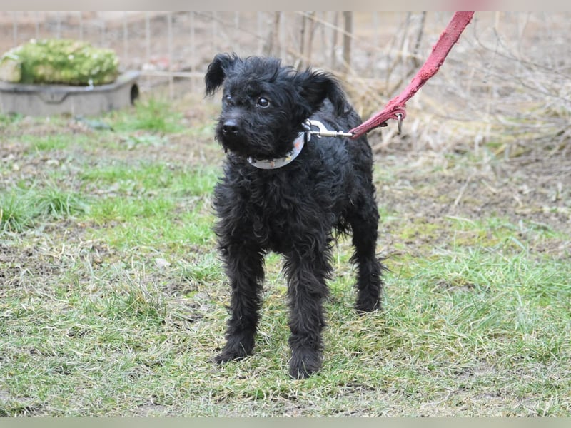 Scheue Babette (Pumimix?)