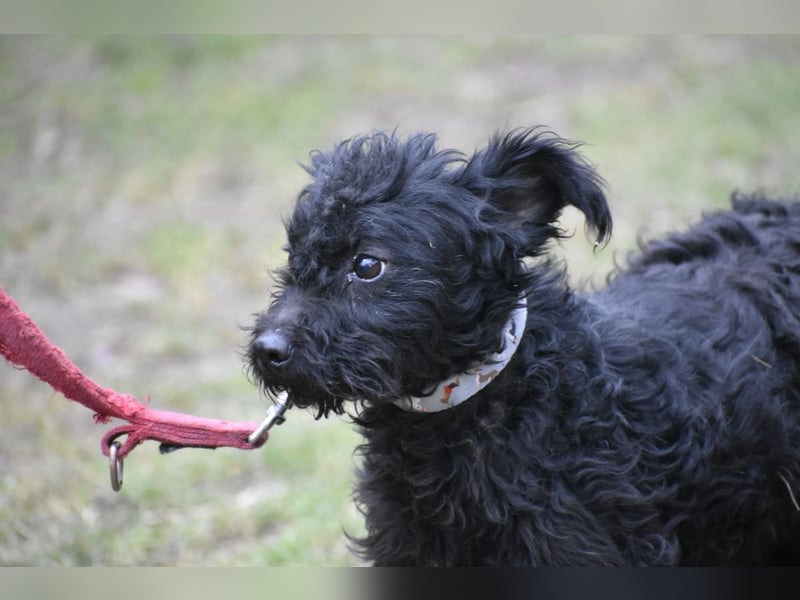 Scheue Babette (Pumimix?)