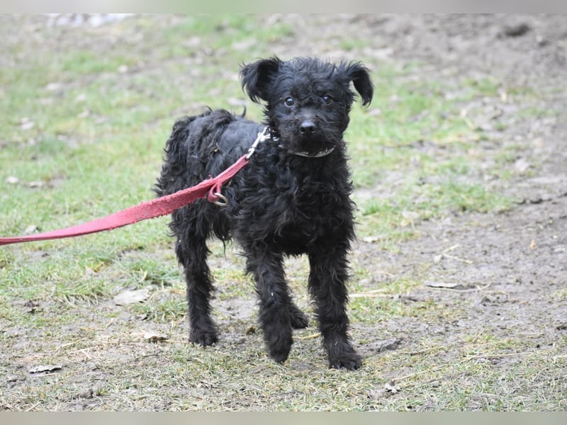 Scheue Babette (Pumimix?)