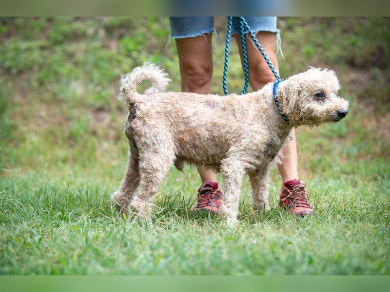 Orinoco