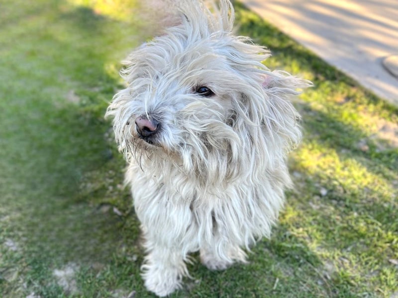 Luis-LM - wuschelige Fellnase sucht ein Zuhause