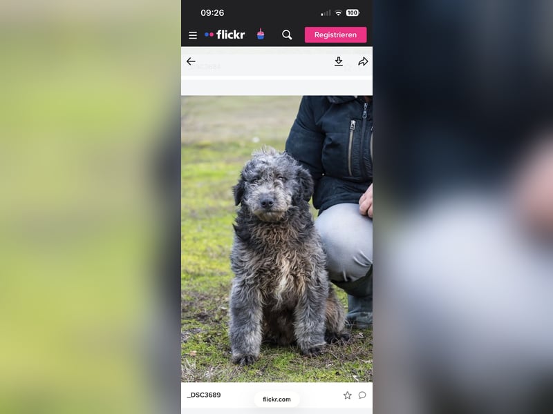 Tivadar Si- junger Abenteurer sucht Familie