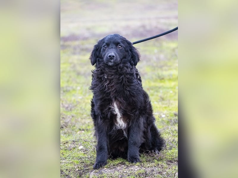 Runa Si - Schmusebacke sucht Familie zum Liebhaben