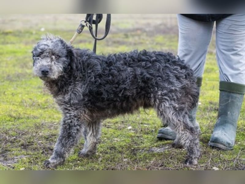 Tivadar Si- junger Abenteurer sucht Familie