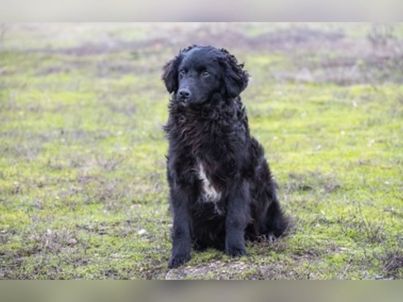 Runa Si - Schmusebacke sucht Familie zum Liebhaben