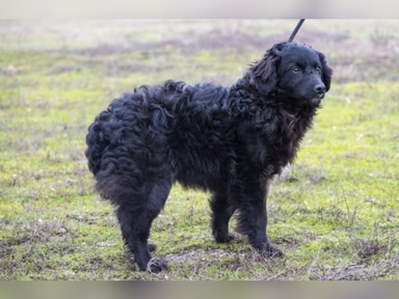 Runa Si - Schmusebacke sucht Familie zum Liebhaben