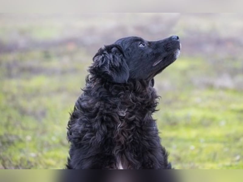 Runa Si - Schmusebacke sucht Familie zum Liebhaben