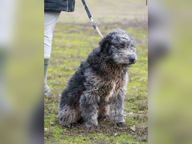 Tivadar Si- junger Abenteurer sucht Familie