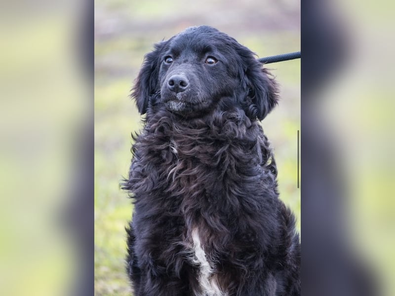 Runa Si - Schmusebacke sucht Familie zum Liebhaben