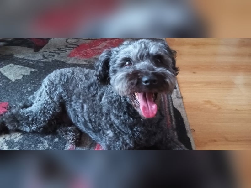 Zafir ein freundlicher Pumi mit großem Herz