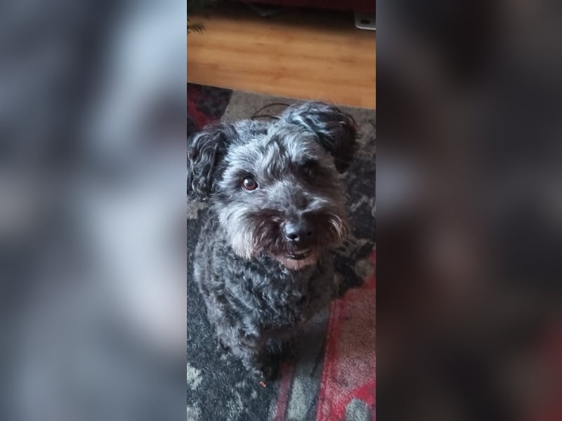 Zafir ein freundlicher Pumi mit großem Herz