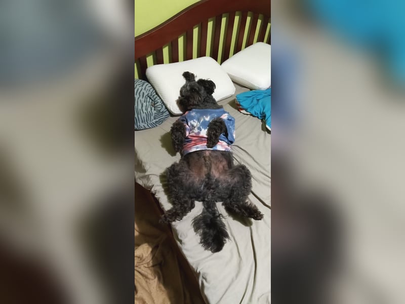 Zafir ein freundlicher Pumi mit großem Herz