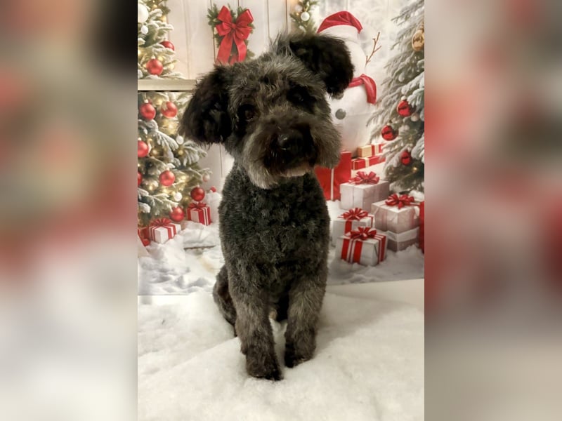 Zafir ein freundlicher Pumi mit großem Herz