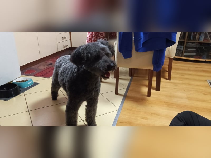 Zafir ein freundlicher Pumi mit großem Herz