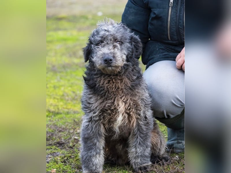 Tivadar SI - offen, anhänglich 