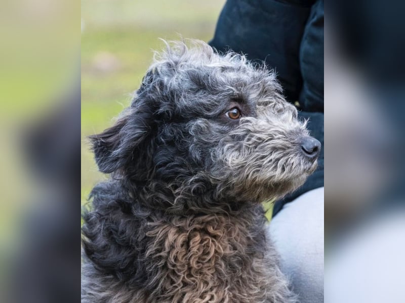 Tivadar SI - offen, anhänglich 