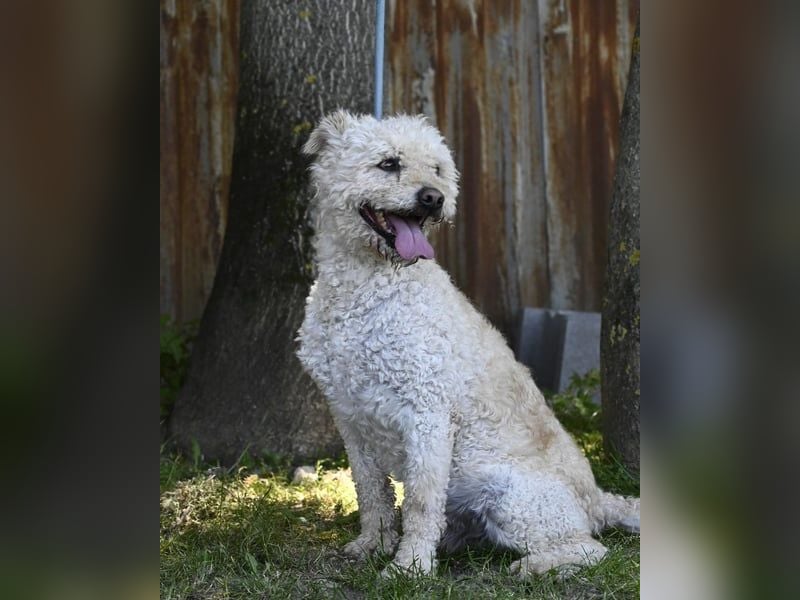 Zsömle SI aktiv, aufmerksam, dominant