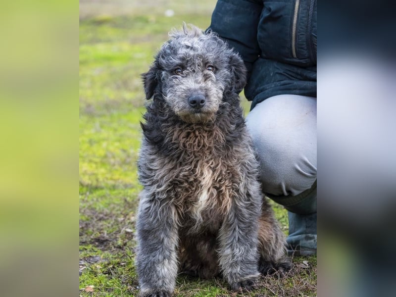 Tivadar SI - offen, anhänglich 