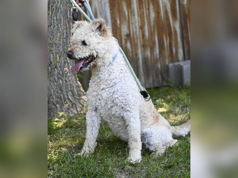 Zsömle SI aktiv, aufmerksam, dominant