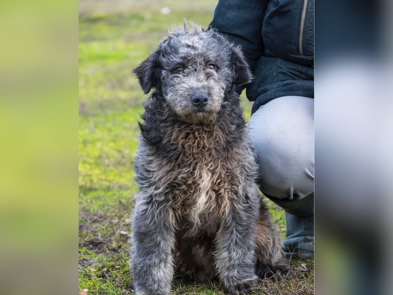 Tivadar SI - offen, anhänglich 