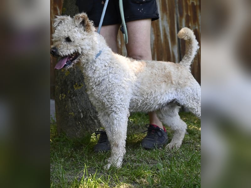 Zsömle SI aktiv, aufmerksam, dominant