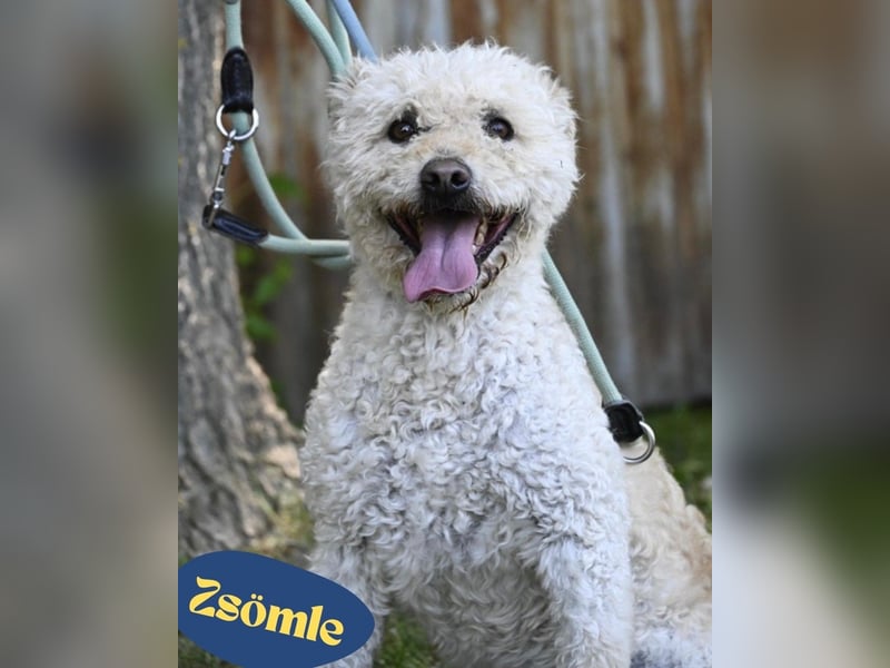 Zsömle SI aktiv, aufmerksam, dominant