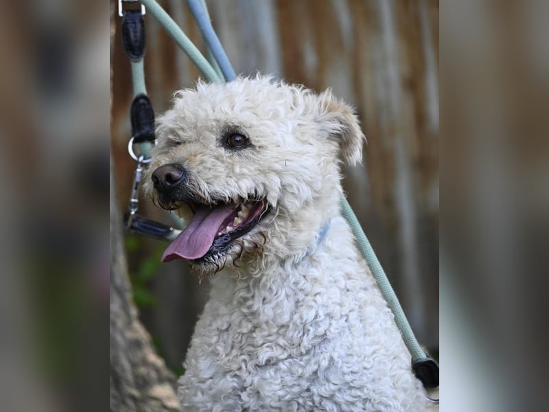 Zsömle SI aktiv, aufmerksam, dominant