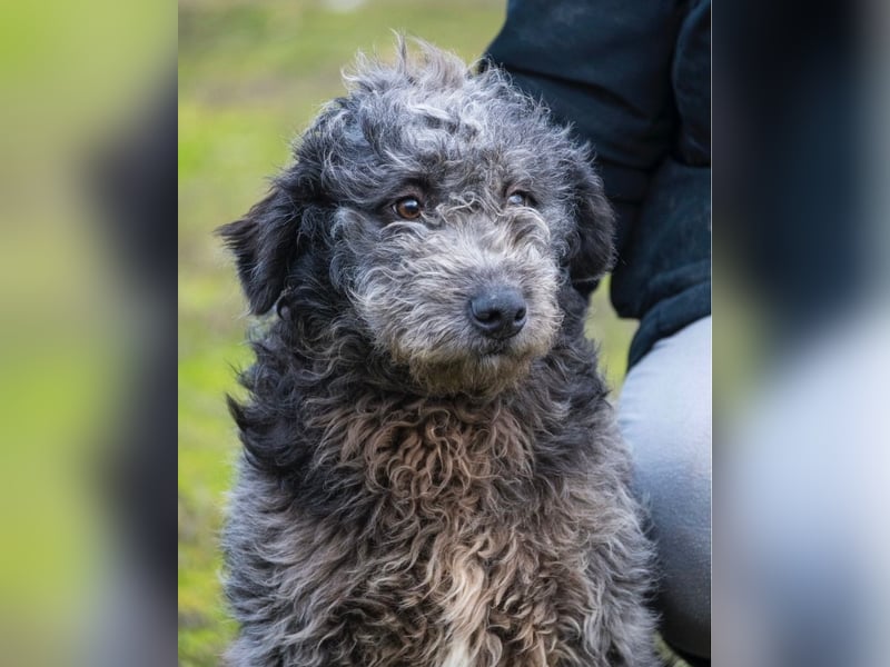 Tivadar SI - offen, anhänglich 