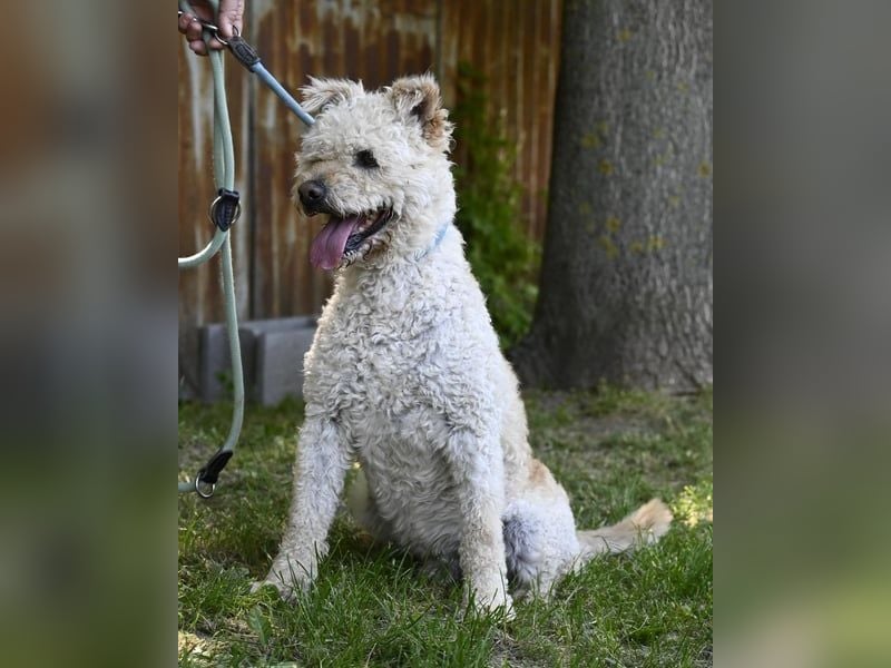 Zsömle SI aktiv, aufmerksam, dominant