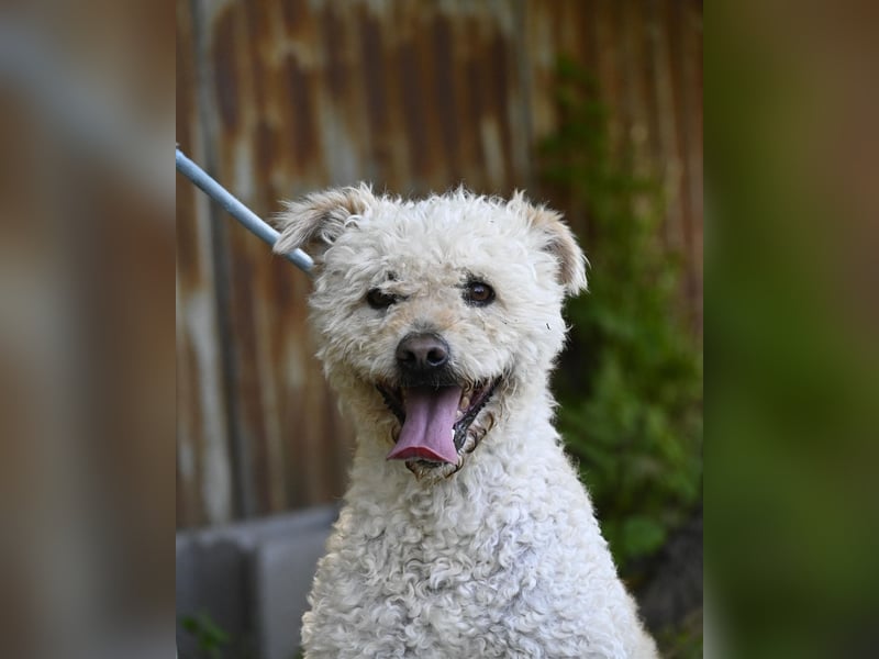 Zsömle SI aktiv, aufmerksam, dominant