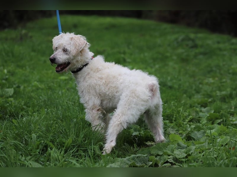 LUKAS - ich suche eine geduldige und liebevolle Familie!