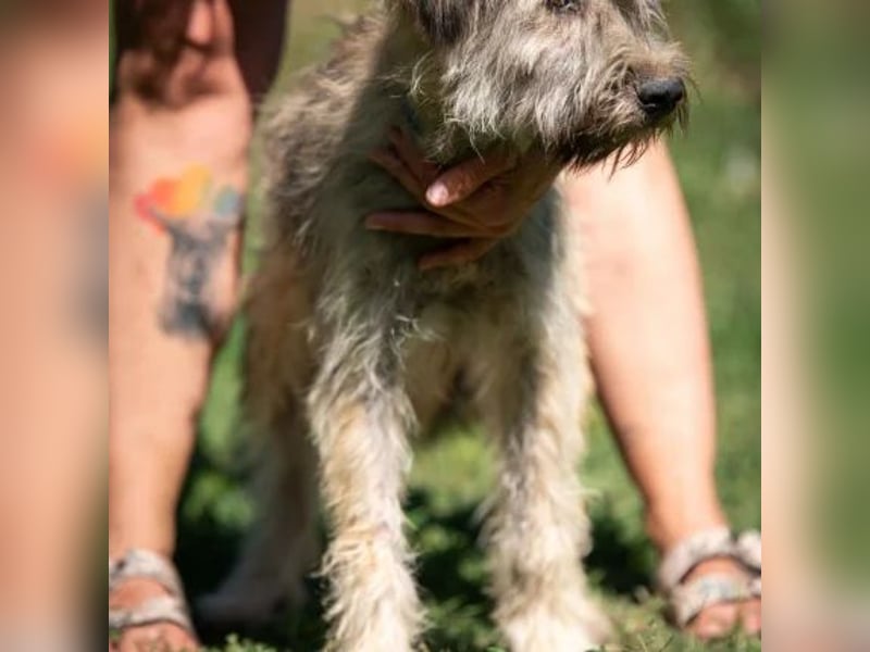 Fraser