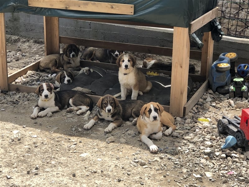 Welpen suchen ein neues Zuhause Pyrenäenbergh,Hütehund und Schweizer Berner Sennhund Kurzhaar Mischl