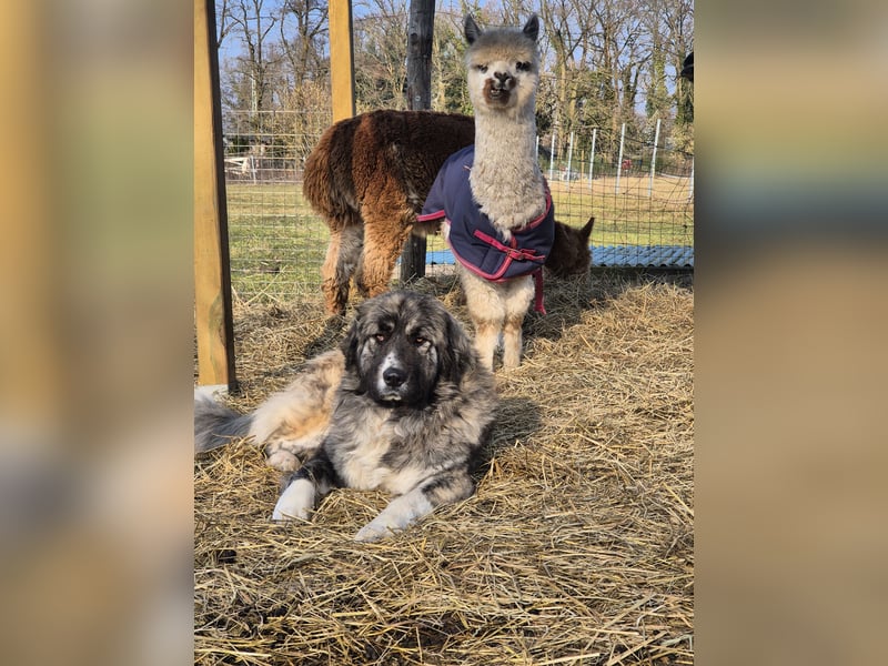 Pyrenäenberghund-Mix Welpen Familienhunde