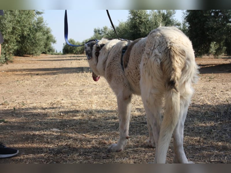TANGO-sehr lieb,sanft,intelligent,noch ein wenig schüchtern sucht sein liebevolles Für-immer-Zuhause