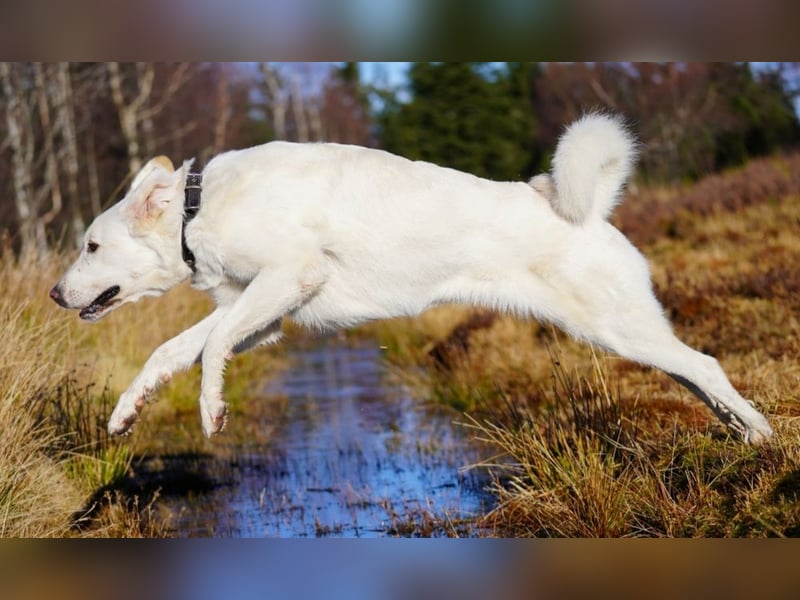 Lena - Großes, schneeweißes Lady auf der Suche nach gaaaanz viel Liebe!