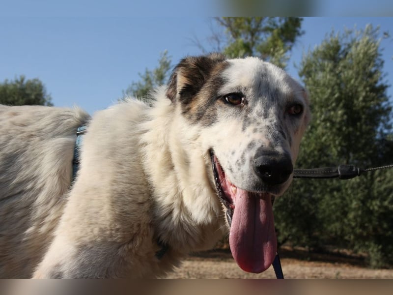 TANGO-sehr lieb,sanft,intelligent,noch ein wenig schüchtern sucht sein liebevolles Für-immer-Zuhause