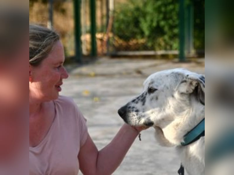 TANGO-sehr lieb,sanft,intelligent,noch ein wenig schüchtern sucht sein liebevolles Für-immer-Zuhause