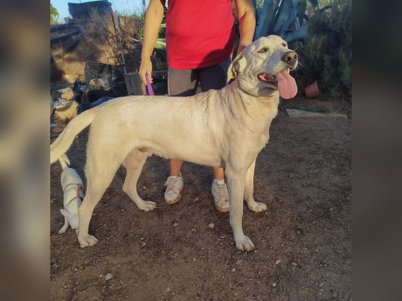 PYTHON – sanfter Riese mit Kinderherz und Kuschelgarantie auf der Suche nach seiner liebevollen Fam.