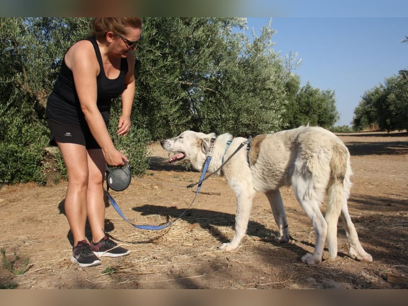 TANGO-sehr lieb,sanft,intelligent,noch ein wenig schüchtern sucht sein liebevolles Für-immer-Zuhause